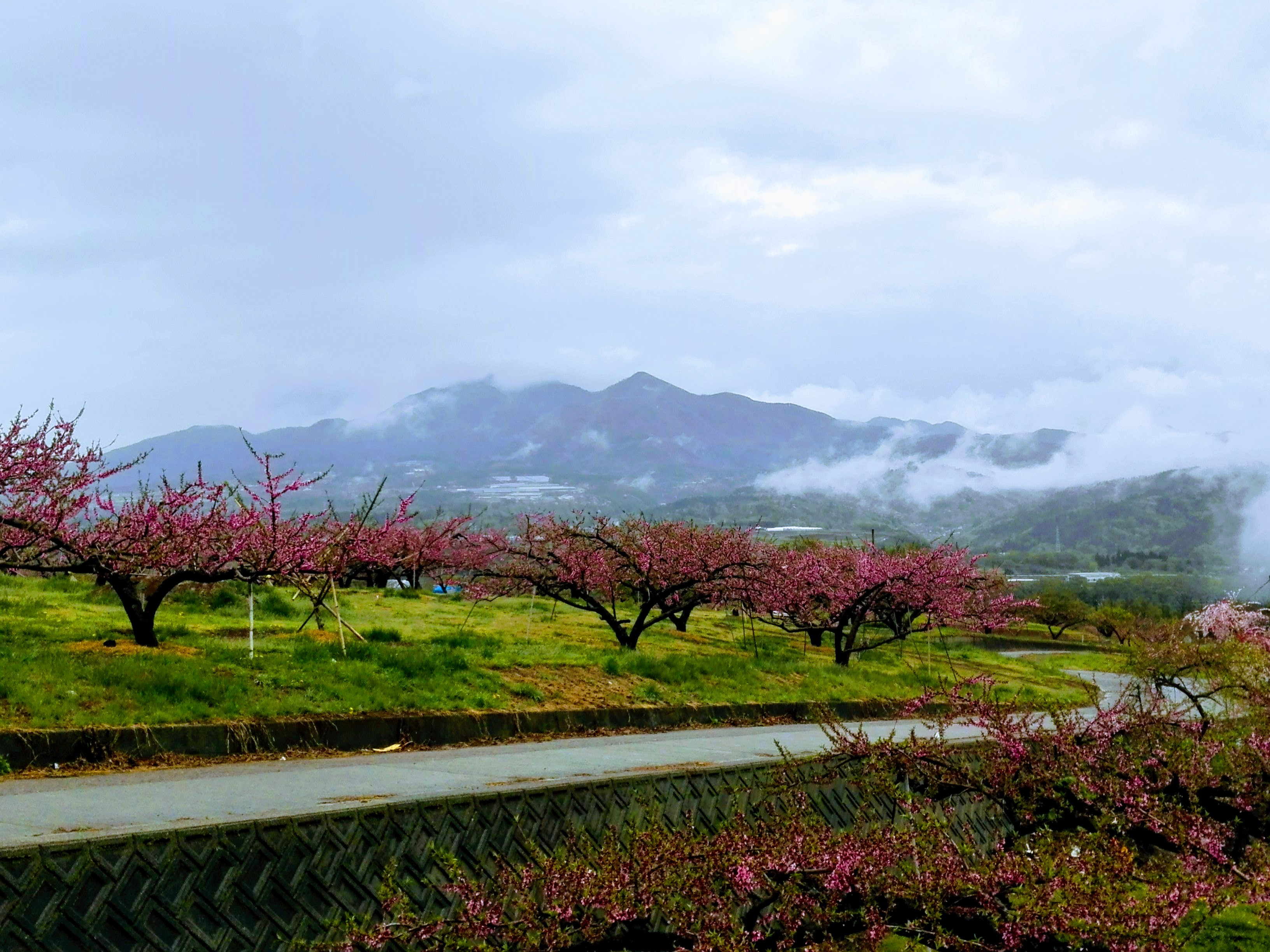 Mountains with Peach Blossom