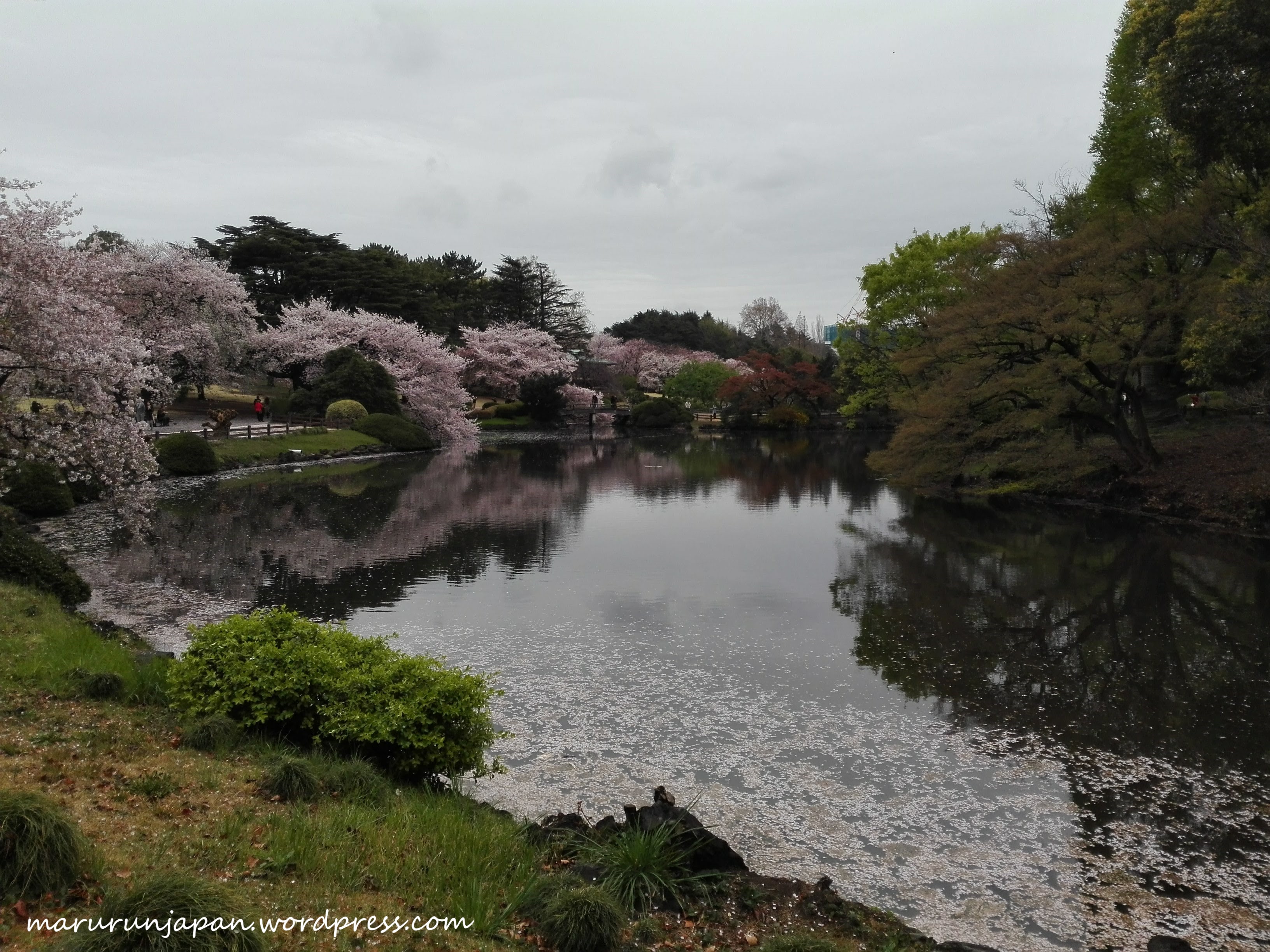 Cheery Blossoms at Shinjuku Gyoen Gardens